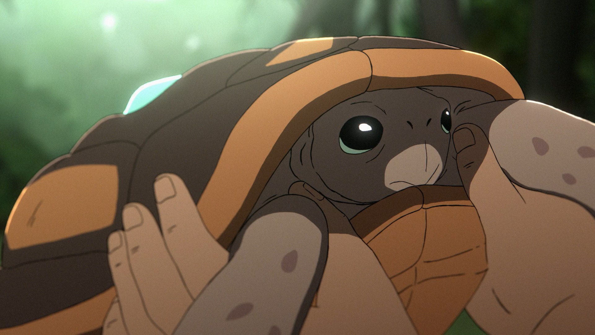 Socrates the Tortoise in Common Side Effects